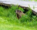 Exterminateur de marmotte à Longueuil