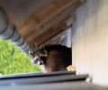 Capture raton laveur Longueuil