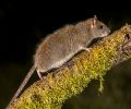 Extermination rats Longueuil